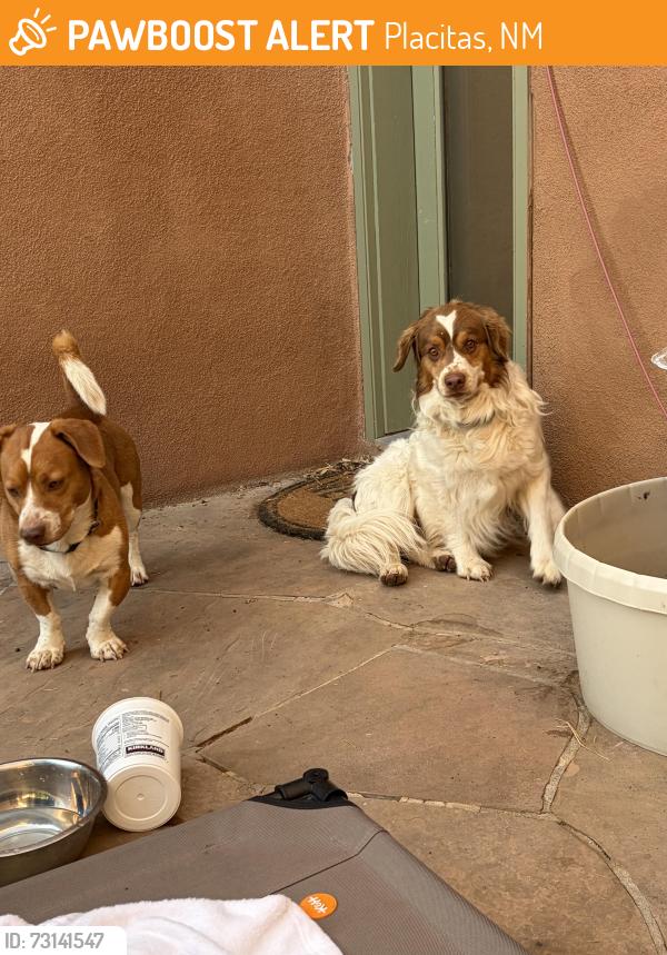 Found/Stray Male Dog last seen The Merc, Placitas, NM 87043
