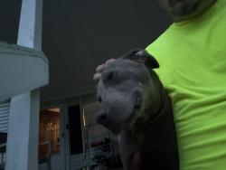 Found/Stray Male Dog last seen Hightower Trail & Geoffrey, Oxford, GA 30054