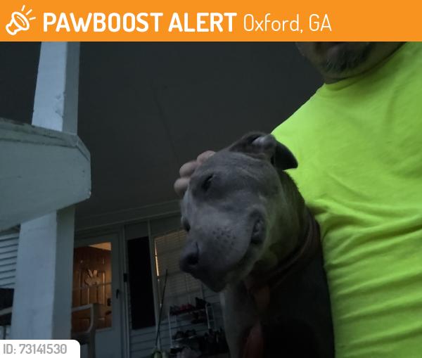 Found/Stray Male Dog last seen Hightower Trail & Geoffrey, Oxford, GA 30054