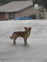 Found/Stray Male Dog last seen Saddlebrook, San Antonio, TX 78245