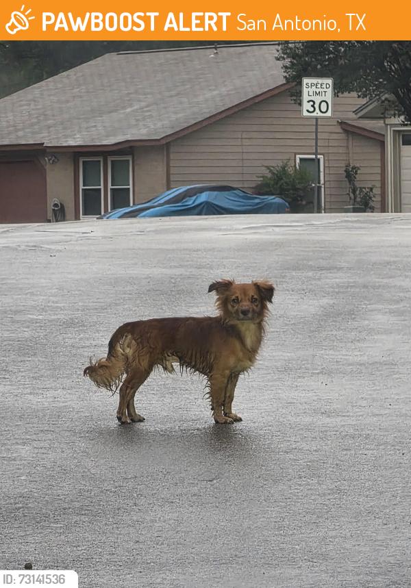 Found/Stray Male Dog last seen Saddlebrook, San Antonio, TX 78245