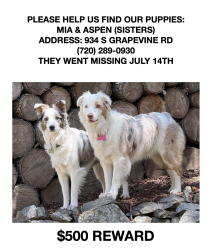 Reunited Female Dog last seen Genesee Ridge Rd Forest Hill S Grapevine Rd, Golden, CO 80401
