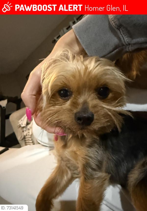Lost Male Dog last seen Homerglen Illinois, Homer Glen, IL 60491