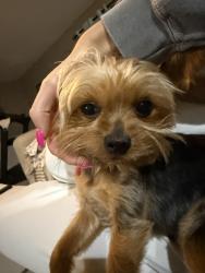 Lost Male Dog last seen Homerglen Illinois, Homer Glen, IL 60491