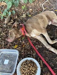 Found/Stray Male Dog last seen Forest Hill and Kirk Road, Palm Springs, FL 33406