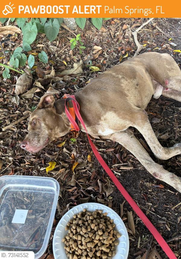 Found/Stray Male Dog last seen Forest Hill and Kirk Road, Palm Springs, FL 33406