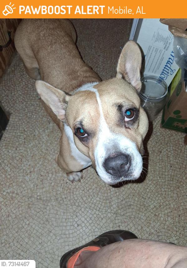 Found/Stray Female Dog last seen Seabreeze Rd. N 36609, Mobile, AL 36609