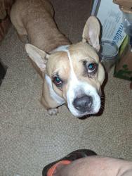 Found/Stray Female Dog last seen Seabreeze Rd. N 36609, Mobile, AL 36609