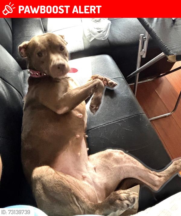 Lost Female Dog last seen By a McDonald, Miami-Dade County, FL 33158