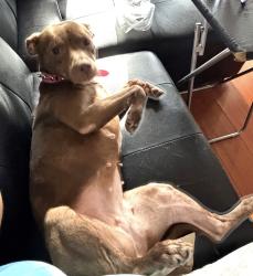 Lost Female Dog last seen By a McDonald, Miami-Dade County, FL 33158