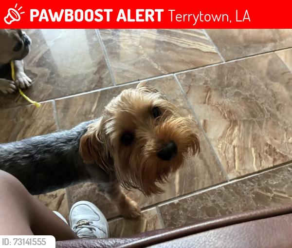 Lost Male Dog last seen kingsway dr e, Terrytown, LA 70056