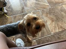 Lost Male Dog last seen kingsway dr e, Terrytown, LA 70056