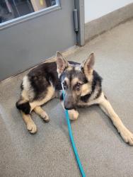 Found/Stray Female Dog last seen Brooklyn Park Area, Richmond, VA 23222