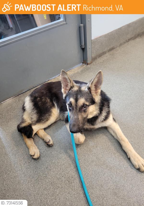 Found/Stray Female Dog last seen Brooklyn Park Area, Richmond, VA 23222