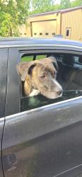 Reunited Unknown Dog last seen HWY 196/South Big Bell, Piperton, TN 38017