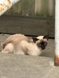 Found/Stray Unknown Cat last seen Domino’s, Toronto, ON M1W 4C1