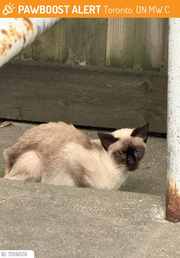 Found/Stray Unknown Cat last seen Domino’s, Toronto, ON M1W 4C1