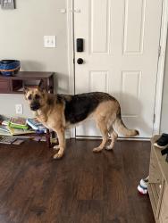 Found/Stray Female Dog last seen Lower Richland area, Richland County, SC 29044