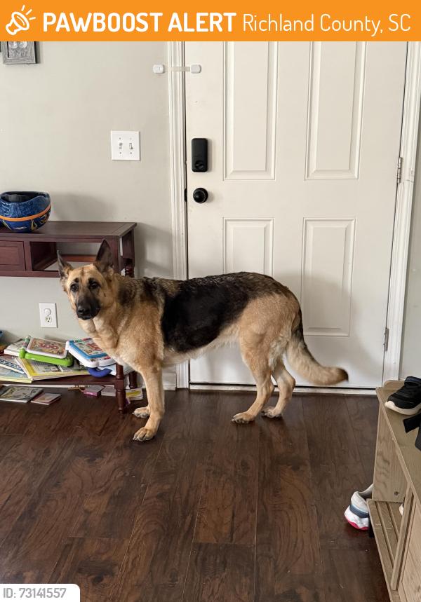Found/Stray Female Dog last seen Lower Richland area, Richland County, SC 29044