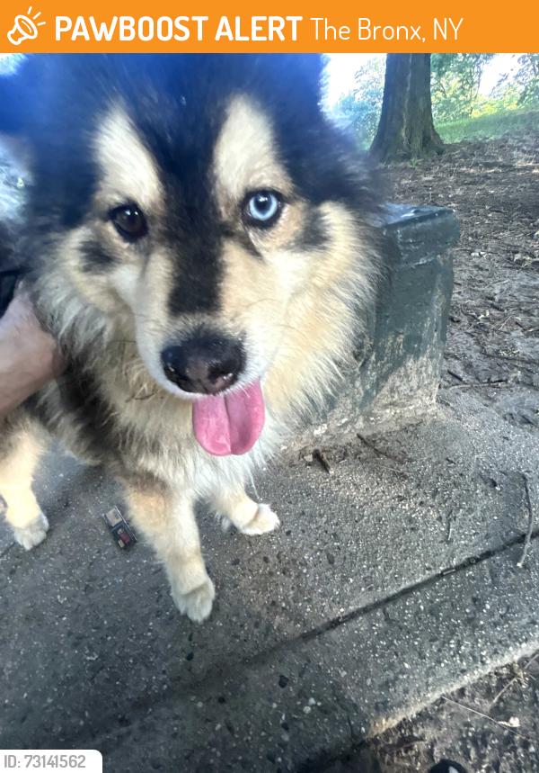 Found/Stray Male Dog last seen Veterans park, The Bronx, NY 10465