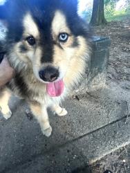 Found/Stray Male Dog last seen Veterans park, The Bronx, NY 10465