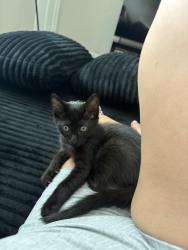 Lost Male Cat last seen Near Trollie Ln Jacksonville Florida 32211, Jacksonville, FL 32211