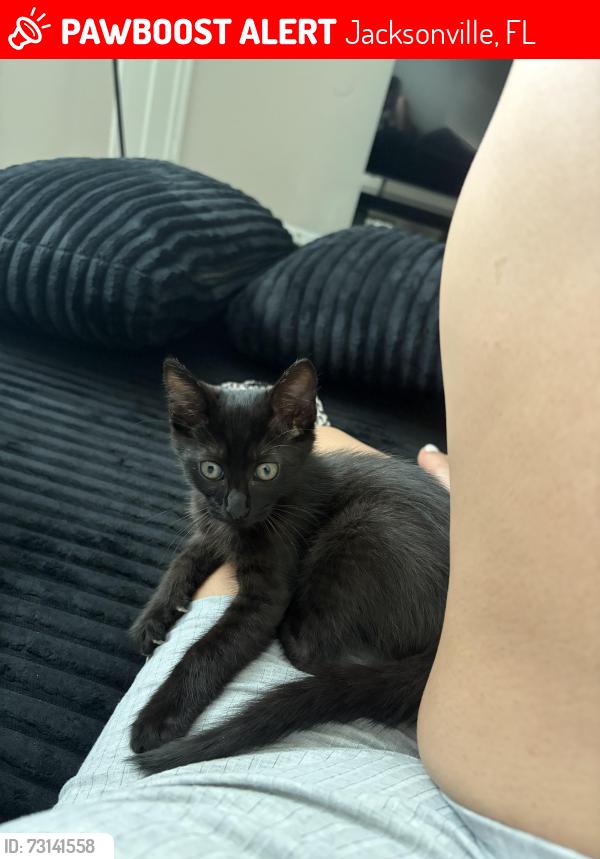 Lost Male Cat last seen Near Trollie Ln Jacksonville Florida 32211, Jacksonville, FL 32211