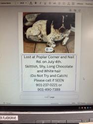 Lost Female Dog last seen Nail and Poplar Corner Rd., DeSoto County, MS 38680
