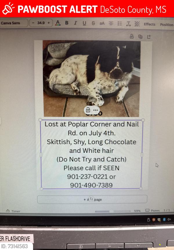 Lost Female Dog last seen Nail and Poplar Corner Rd., DeSoto County, MS 38680