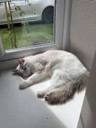 Reunited Male Cat last seen Wedgewood Cricket Ground, Stoke-on-Trent, England ST12 9BF