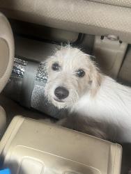 Found/Stray Male Dog last seen Palm Springs, Palm Springs, CA 92262
