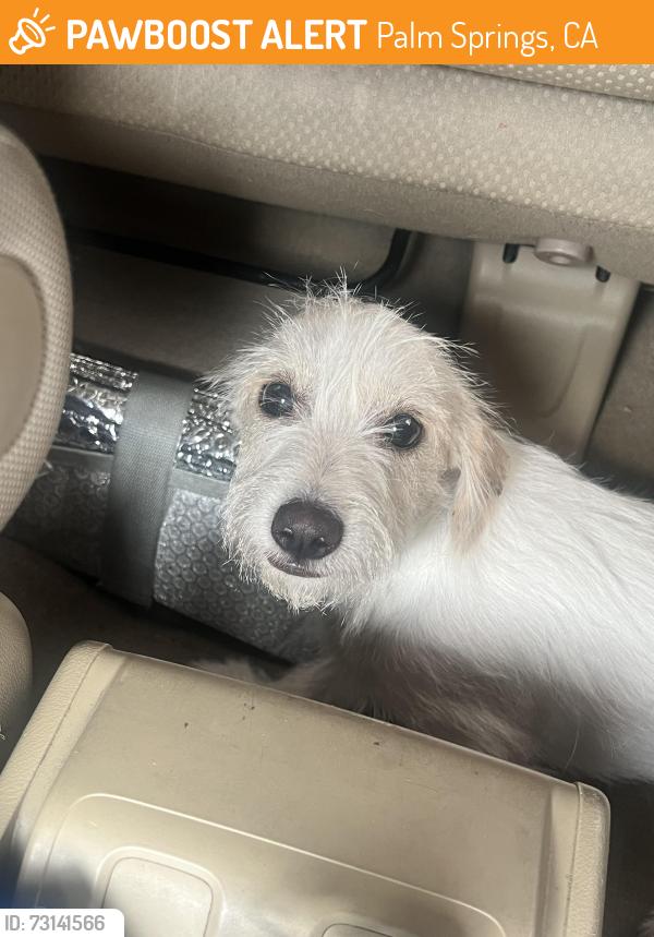 Found/Stray Male Dog last seen Palm Springs, Palm Springs, CA 92262