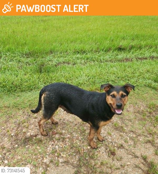 Found/Stray Female Dog last seen Greenhaw Rd & 2090, Montgomery County, TX 77372