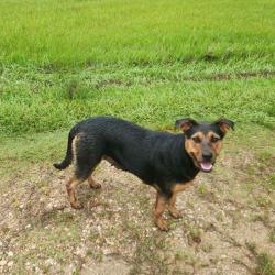 Found/Stray Female Dog last seen Greenhaw Rd & 2090, Montgomery County, TX 77372