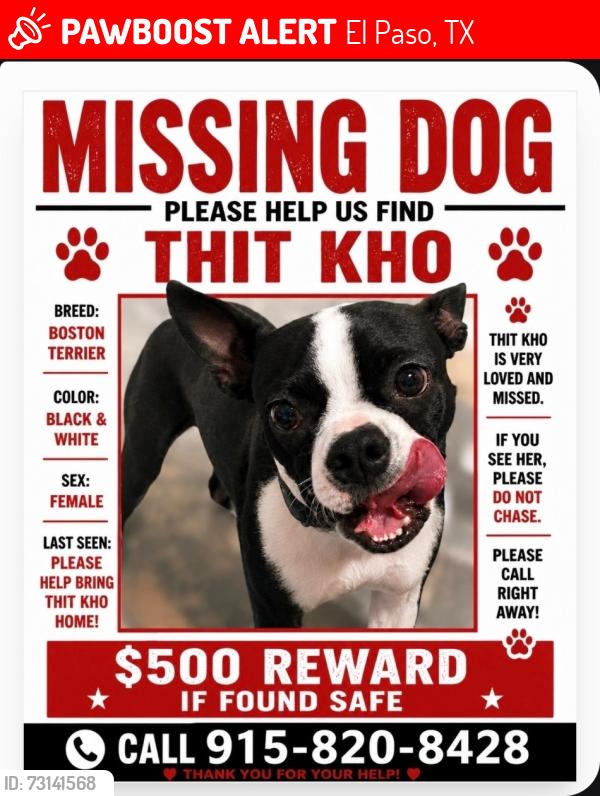 Lost Female Dog last seen East lake and rojas, El Paso, TX 79928