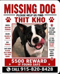 Lost Female Dog last seen East lake and rojas, El Paso, TX 79928