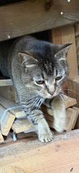 Lost Female Cat last seen 62nd and Stark, Portland, OR 97215