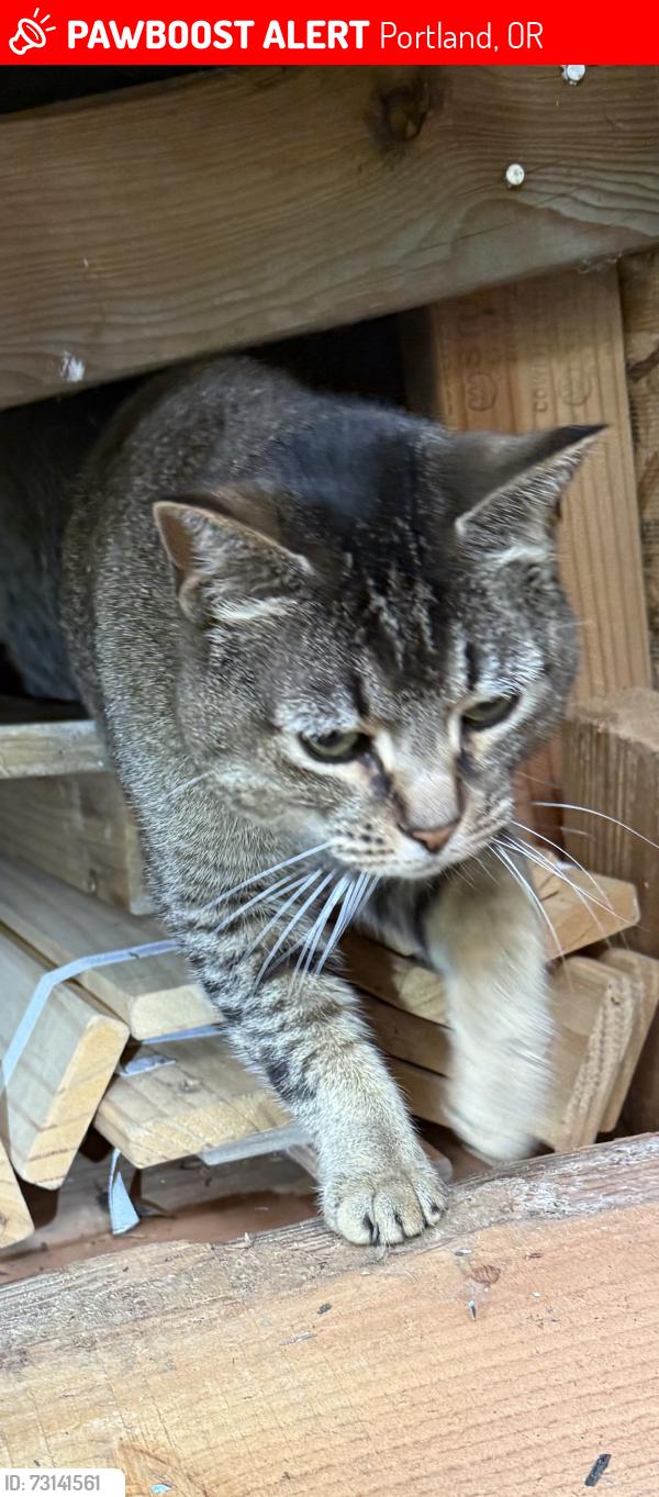 Lost Female Cat last seen 62nd and Stark, Portland, OR 97215