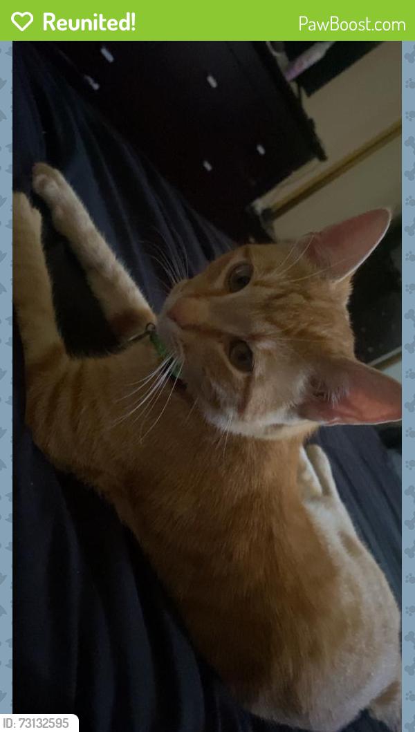 Reunited Male Cat last seen Norman street NEAR VERNA, Gosnells, WA 6110