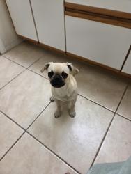 Reunited Unknown Dog last seen City Lights ests, Sunrise Manor, NV 89156