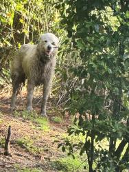 Reunited Unknown Dog last seen In the woods behind hunters oak. Lane Johns Island sc 29455, Charleston, SC 29455