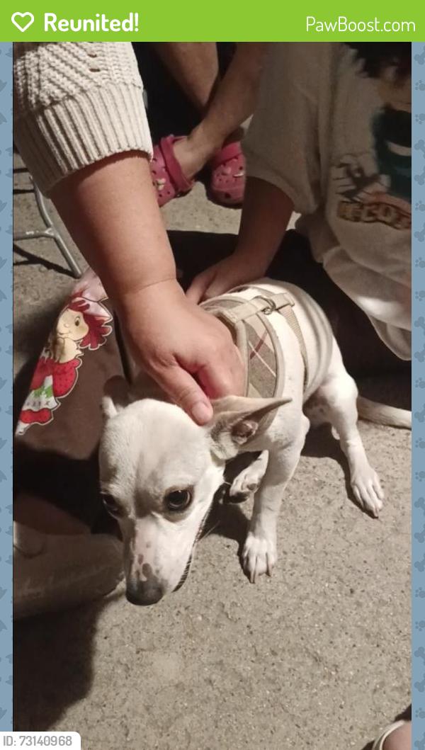 Reunited Female Dog last seen Cedar & Woodward by Sequoia Middle School, Fresno, CA 93725