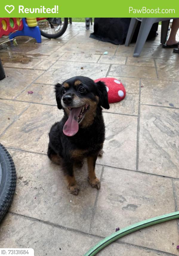 Reunited Female Dog last seen Twin Post and Welsh, Dallas, TX 75244
