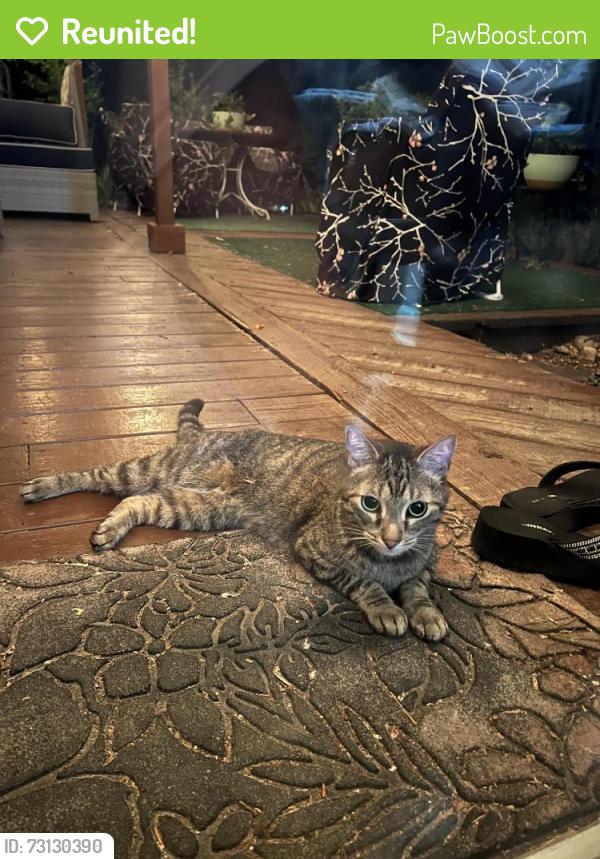 Reunited Unknown Cat last seen W 24th Place and Allison, Lakewood, CO 80214