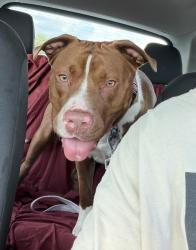 Lost Female Dog last seen Toyota Huntesrville, Huntersville, NC 28078