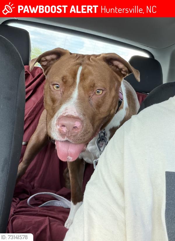 Lost Female Dog last seen Toyota Huntesrville, Huntersville, NC 28078