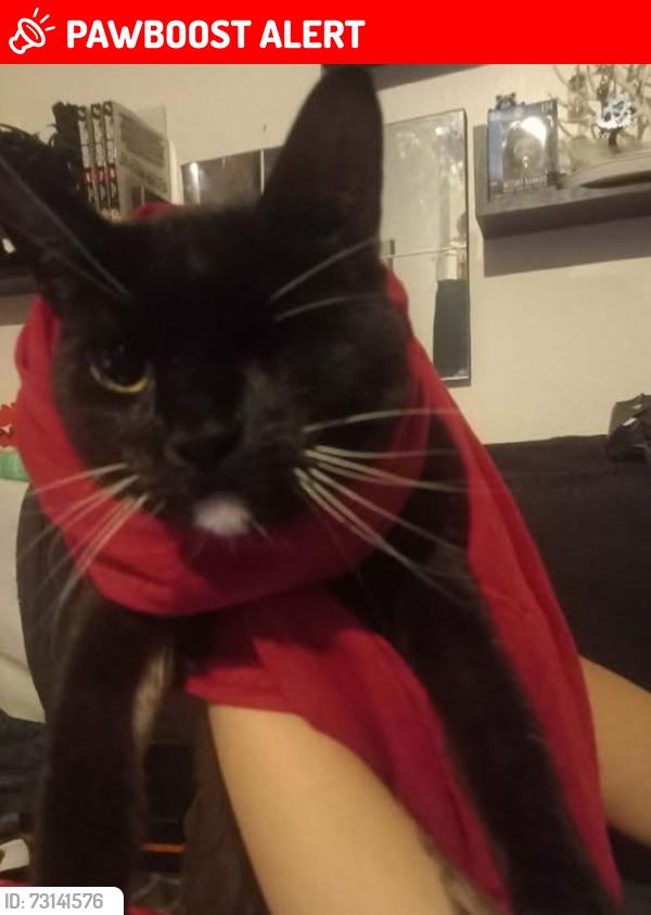 Lost Male Cat last seen Hearsall Lane/Farman Road, West Midlands, England 