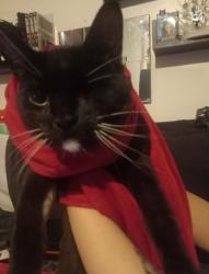Lost Male Cat last seen Hearsall Lane/Farman Road, West Midlands, England 