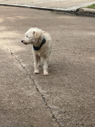 Found/Stray Male Dog last seen Fallbrook, Houston, TX 77086