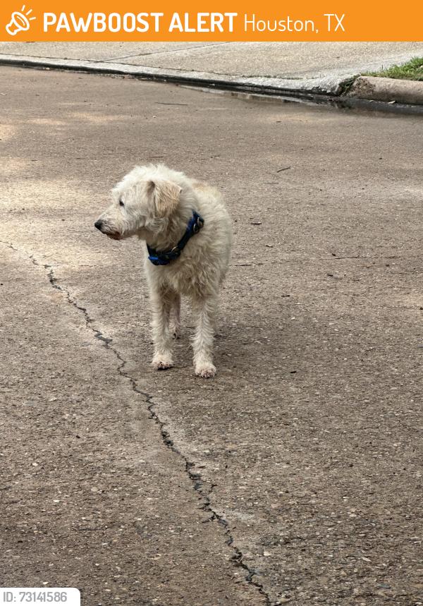 Found/Stray Male Dog last seen Fallbrook, Houston, TX 77086